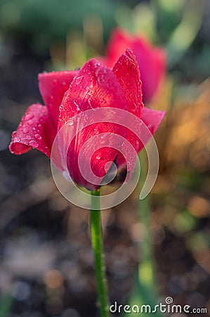 Tulip. Stock Photo